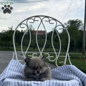 Elsa, Pomeranian Puppy